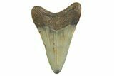 Fossil Megalodon Tooth - North Carolina #298878-1